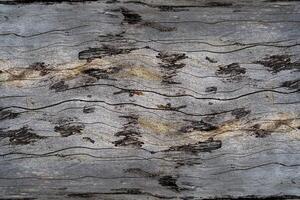 gammal tall trä textur foto