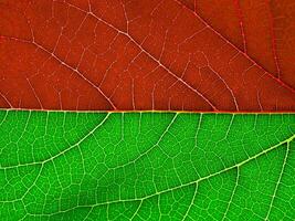 röd och grön mullbär blad foto