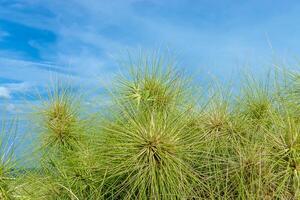 spinifex littoreus gräs foto