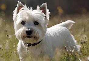 en se av en väst högland terrier foto