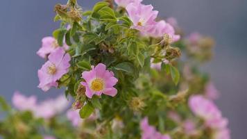 rosa nyponblommor på buskgrenar foto