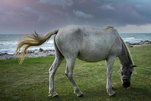 havslandskap med en vit häst på stranden foto