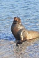 sealion san cristobal island, galapagos, ecuador foto