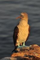 blåfotad boobie, galapagos, ecuador foto