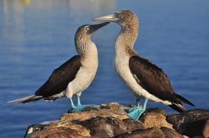 blåfotad boobie, galapagos, ecuador foto