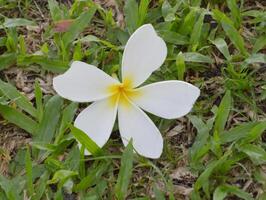 vit frangipani blomma med grön gräs bakgrund foto