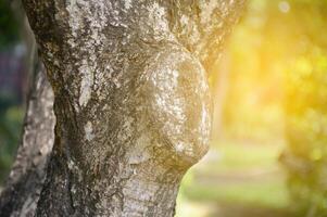 skön bark träd i natur. foto