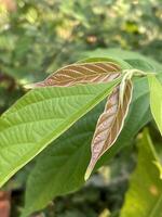 grön löv av en quisqualis indica växt i de trädgård foto