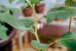 äggplanta träd blommor i kastruller foto