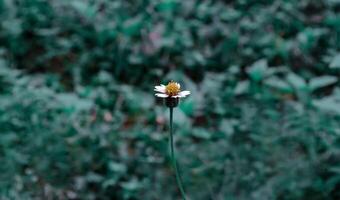 vit vild blomma med grön bokeh bakgrund foto