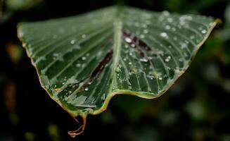 grön banan blad natur med dagg droppar bakgrund foto