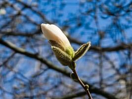 vår blå himmel och vit magnolia kobus blommor foto