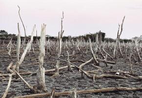 förstörd mangrove skog landskap, mangrove skogar är förstörd och förlust från de expansion av livsmiljöer. expansion av livsmiljöer förstörelse de miljö, mangrove skogar degradering foto