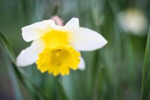 stänga upp Foto av en gul blomma i de parkera