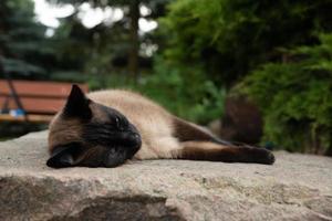 siam katt som lägger på stenen foto