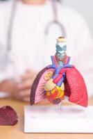 läkare med hjärta kardiovaskulär och respiratorisk anatomi för sjukdom. lunga cancer, astma, kronisk hindrande lung- eller copd, bronkit, emfysem, cystisk fibros, bronkiektasi, lunginflammation foto