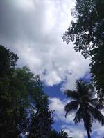 träd med blå himmel och vit moln foto