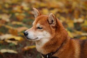 shiba inu hund. porträtt av en japansk shiba inu hund i ett höst parkera foto