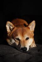 shiba inu. porträtt av en shiba inu hund. röd shiba inu hund lögner på de säng foto