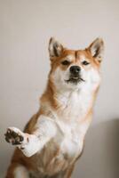 röd hund ras shiba inu ger en Tass till de ägare och visar de tunga. de Foto är ut av fokus. rolig japansk shiba inu hund.