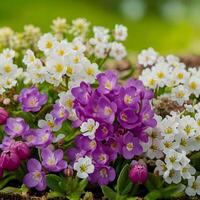 vårblommor i trädgården foto