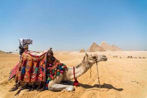 beduin med en kamel mot bakgrund av pyramiderna i Egypten foto