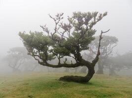 magisk dimmig skog och laurel träd med ovanlig former orsakade förbi hård vind. resa de värld. fe- berättelse plats. fanal skog, laurisilva av madeira, en unesco värld arv, portugal. foto