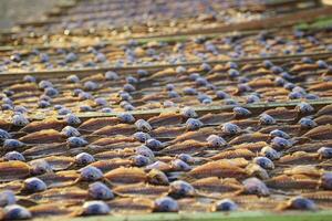 torkades häst makrill på de strand av nazare, portugal. nazare torkning fisk tradition. foto