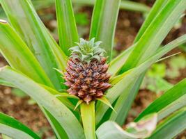 ananas plantage, växthus i sao miguel ö i de Azorerna, portugal. tropisk och exotisk frukt plantage. foto