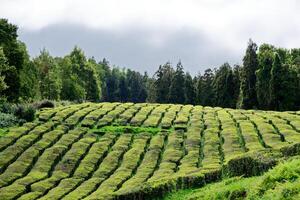 frodig grön fält te plantage i gorreana te fabrik på sao miguel ö i de Azorerna, portugal. gorreana är de äldst, och Nu för tiden de endast te plantage i Europa. foto