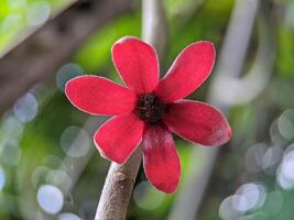 makro av uvaria rufa blume blomma foto