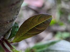 makro av brun löv textur med suddig på bakgrund foto