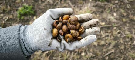 snigel bruka närbild trädgårdsarbete mollusk djur- natur ekologi grönska vår sommar foto