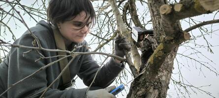 trädgårdsmästare skärande trimning träd buske äpple träd grenar jordbruk vår arbetssätt utomhus ekologisk lantbruk kvinna hårda rustik grönska växter botanik foto