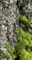 thuja cypress bark stänga upp närbild mossa lav ekologi parkera skog trädgård utomhus natur bakgrund foto