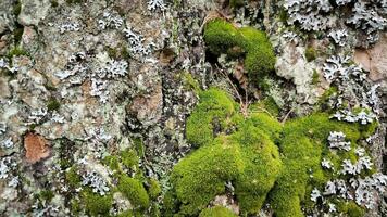 thuja cypress bark stänga upp närbild mossa lav ekologi parkera skog trädgård utomhus natur bakgrund foto