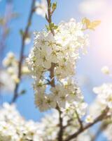körsbär blomma grenar upplyst förbi solljus i vår. foto