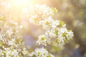 körsbär blomma grenar upplyst förbi solljus i vår. foto