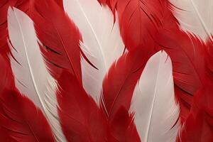 röd fjädrar bakgrund, röd och vit fjädrar mönster, fjädrar bakgrund, fjädrar tapet, fågel fjädrar mönster, foto