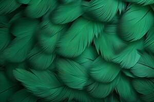 grön fjädrar bakgrund, grön fjädrar mönster, fjädrar bakgrund, fjädrar tapet, fågel fjädrar mönster, foto