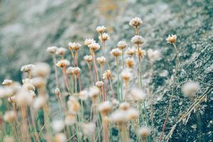 små vilda blommor foto