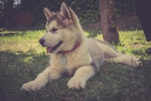 alaskan malamute valp foto