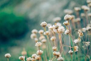 små vilda blommor foto