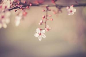 sakura festival blommor foto