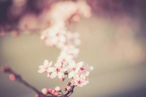 sakura festival blommor foto