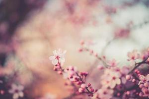 sakura festival blommor foto