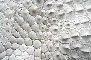 ai genererad hud textur krokodil ben hud textur bakgrund. vit Färg. foto