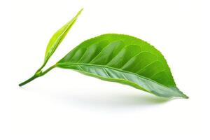 grön te blad isolerat på vit bakgrund grön te blad isolerat på vit bakgrund foto