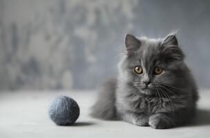 fluffig grå katt med leksak boll foto
