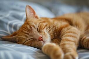 sovande orange tabby katt foto